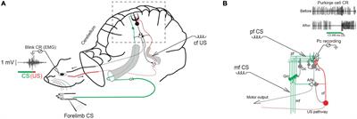 Quantitative properties of the creation and activation of a cell-intrinsic duration-encoding engram